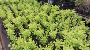 ☘️Это не я,они сами купились.