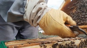 8.04.26. Проверка расплода и подставка суши для стимуляции к засеву.