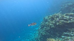 Горбоносый большеглазый лещ.