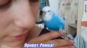 Привет! Попугайчик Ромка даёт лапку. #shortvideo