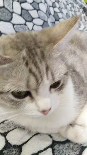 Кошачьия болезнь