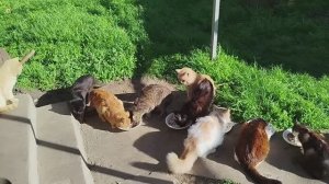 Душевное видео о питомцах. 🐱