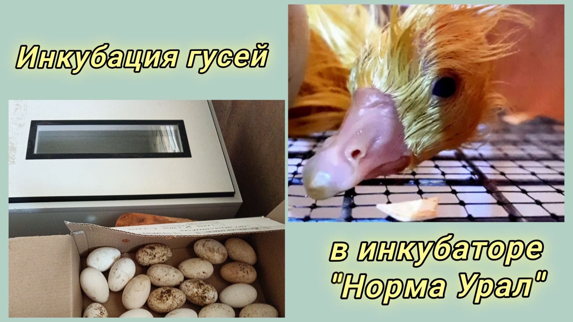 Козы обнаглели 🐐😂. Заложила Гошины яйца 🥚😁.