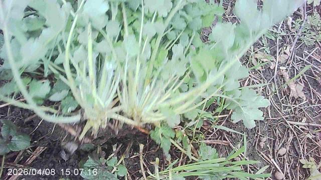 Удаление огородного сорняка - ЧИСТОТЕЛа