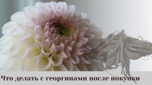 Что делать с клубнями георгин после покупки. 
Подготовка к посадке.