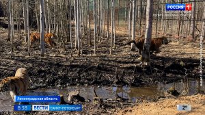 Вести Санкт-Петербург. Выпуск 08.35 от 08.04.2026