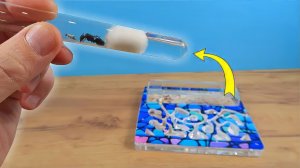 Эвакуация матки и последнего муравья феллаха в пробирку! Надеюсь они выживут!