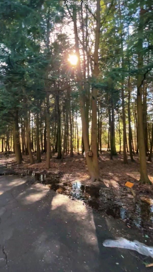 Как в Битцевском лесу #земнойирий #весна #природа #вднх #ботаническийсад