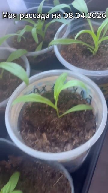 Моя рассада на 8 апреля