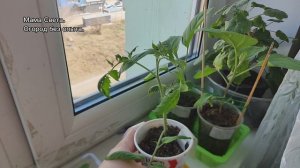 Обзор рассады в квартире на 8 апреля 26г.