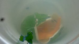 КУПИЛИ ЯЙЦА ДИНОЗАВРОВ // ЧТО ИЗ ЭТОГО ВЫШЛО? //  идущая за мечтой