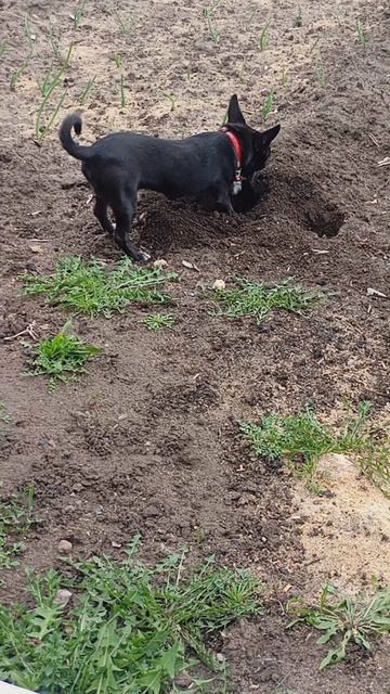 копаем огород