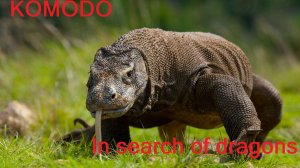 Komodo 2026 (in search of dragons)