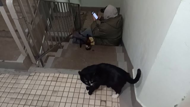 Киска просится к хозяйке
