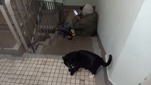 Киска просится к хозяйке