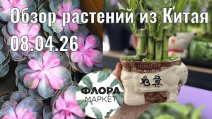 Обзор комнатных растений из Китая от 08.04.2026