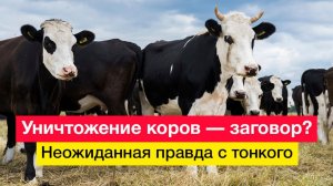 Уничтожение коров — заговор? Неожиданная правда с тонкого