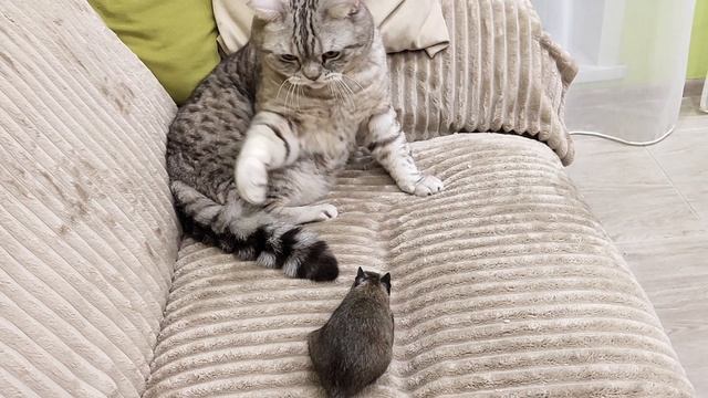 Главное хвост!