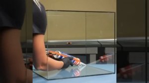 Такого аквариума ты точно не видел