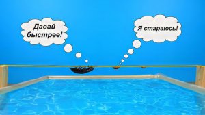 Мадагаскарские Тараканы экстремалы на канатной дороге! Под потолком и над водой!