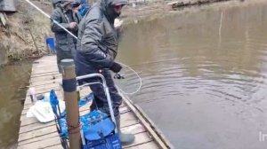 После обеденные поимки.СЗ