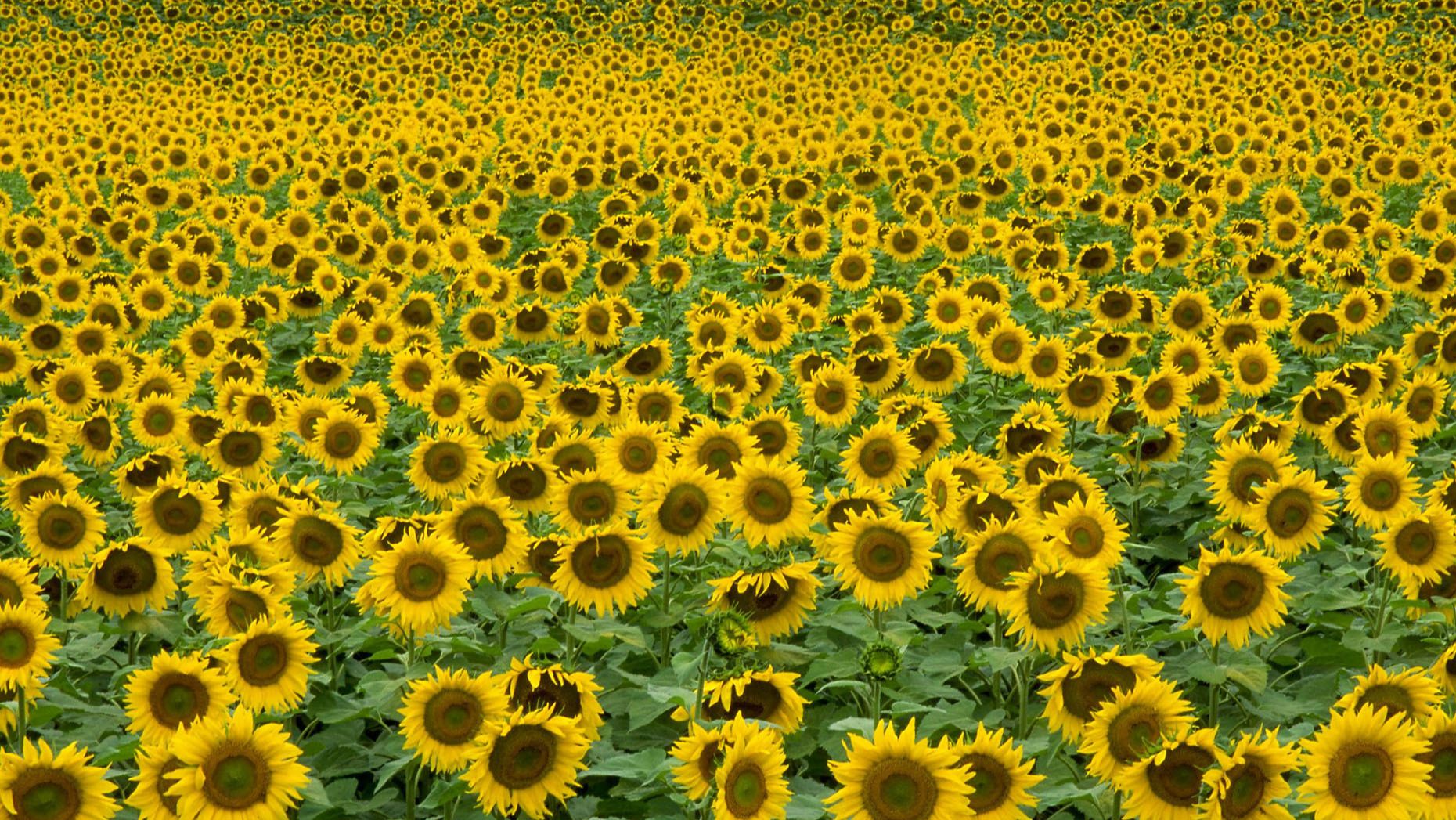 Как выглядит здоровое( биотическое )сотрудничество людей, служений и церквей