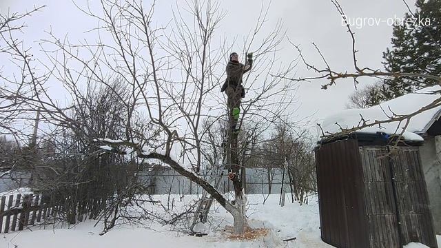 Обрезка яблони 30 л.