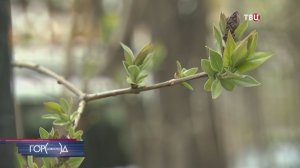Москве предрекли 2-сантиметровый снежный покров