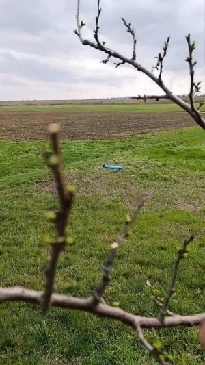 Эстетика в садоводстве