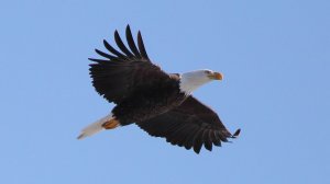 Volf Gang Records®: The Eagle