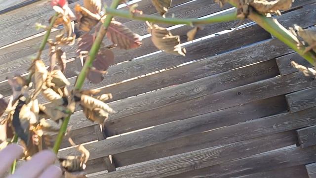Открытие сезона. Ежевика Кэддо после зимовки, эксперимент. 06.04.26 г