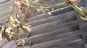 Открытие сезона. Ежевика Кэддо после зимовки, эксперимент. 06.04.26 г