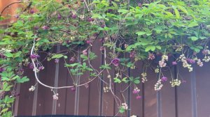 Дела садовые - готовимся к обещанным дождям.