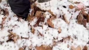 «По Уссурийскому краю». Апрельское ненастье в тайге.