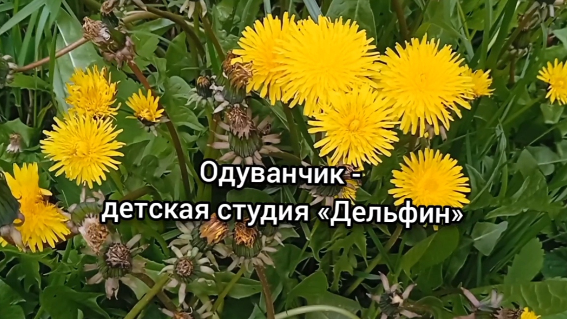 «Одуванчик» - весёлая детская песенка, исполняет детская студия «Дельфин». 13 мая - день одуванчика