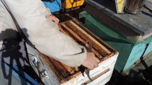 🎬 Осмотр пчелосемей. Ставим кормушки.