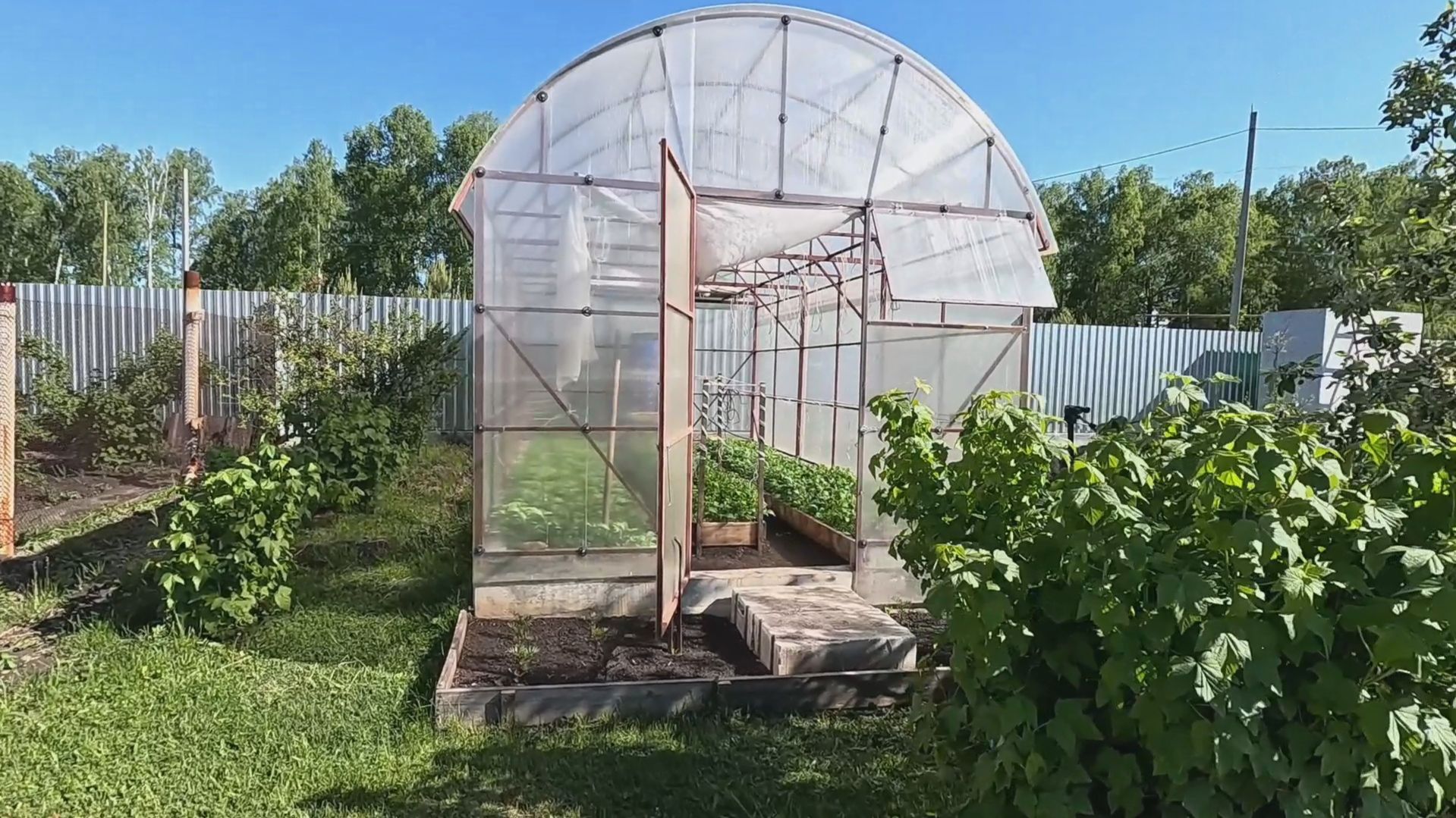 Подготовка теплицы к высадке томатов - Сидераты в теплицу.