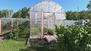 Подготовка теплицы к высадке томатов - Сидераты в теплицу.