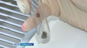 На Ставрополье за неделю 90 человек пострадали от укусов клещей