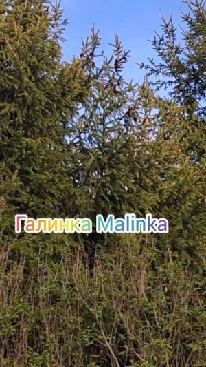 Пение птиц