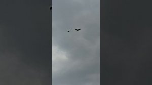 мои голуби, Ростовская область Сальский р-н