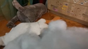 Басик и Лили соревнуются кто умнее