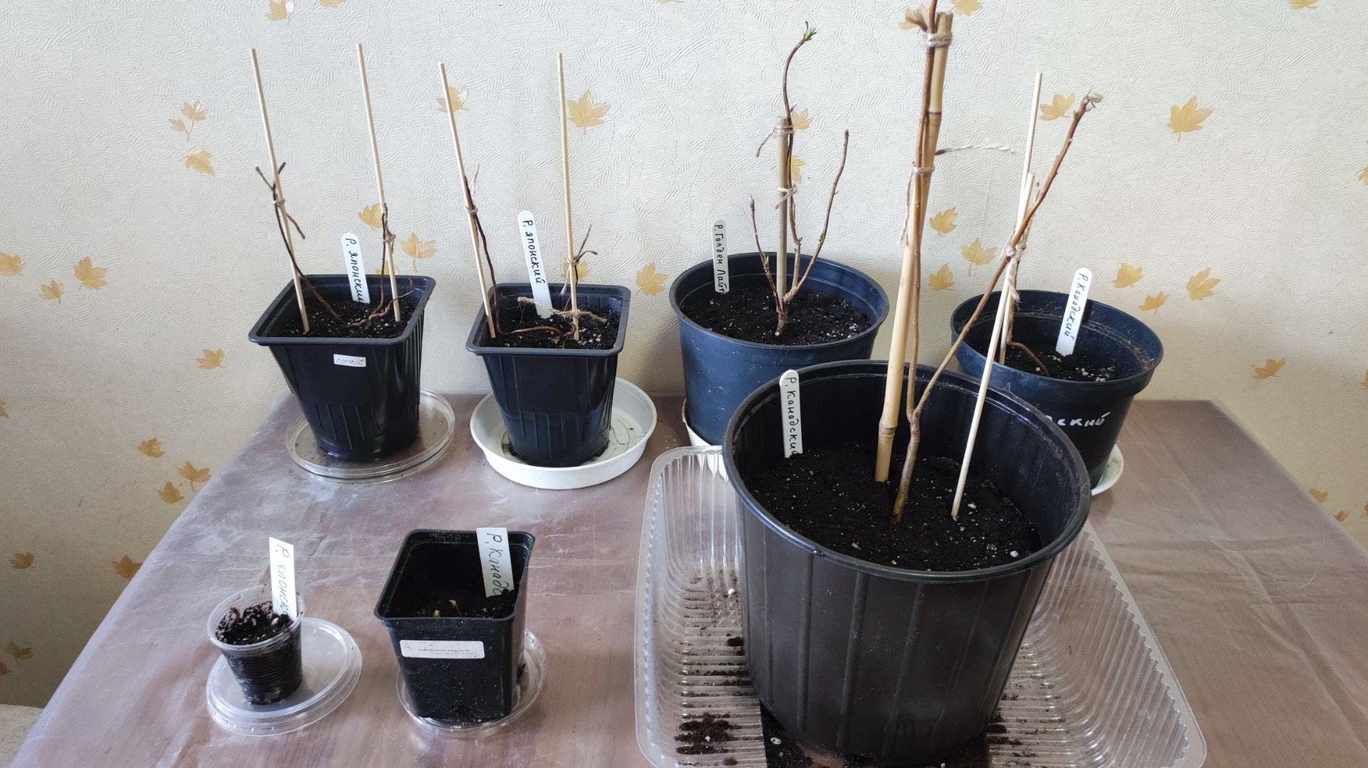 Пересадка новых саженцев рододендронов. Важно! Для хорошего старта.