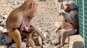 Габриэлла - преданная жена, куда Дед, туда и она. Малыша бережет. Мигель ждет свою Розиту! Дом2