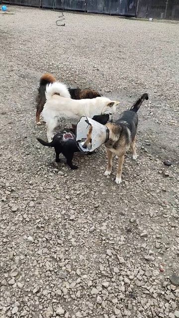 Плюшка знакомится с новыми друзьями!