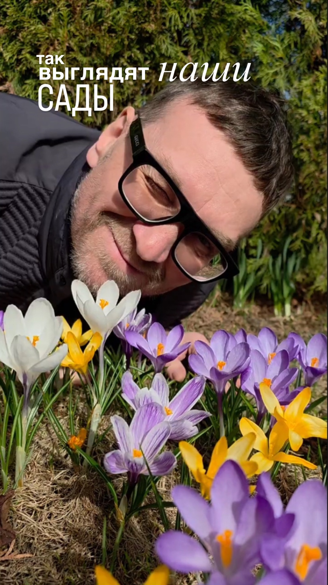 Крокусы. Так выглядят сады наших клиентов 🌷
