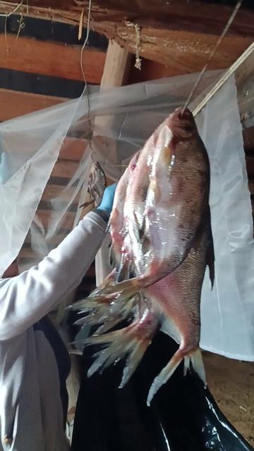 ВЯЛИМ РЫБУ В ПЕРВЫЙ РАЗ