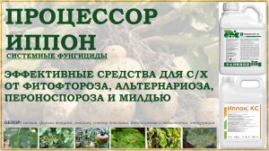 Процессор и Иппон – средства от фитофтороза, альтернариоза, пероноспороза и милдью. Обзор