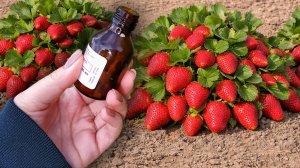 1 Капля под клубнику! Завалит крупными ягодами раньше срока! Срочно внесите сейчас под каждый куст