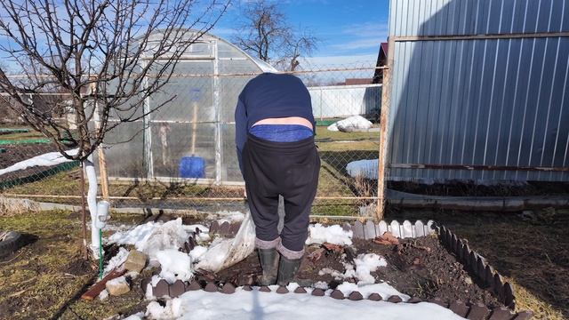 РЕДИС ВЗОШЕЛ. Ветка смородины воткнутая в землю дала почки